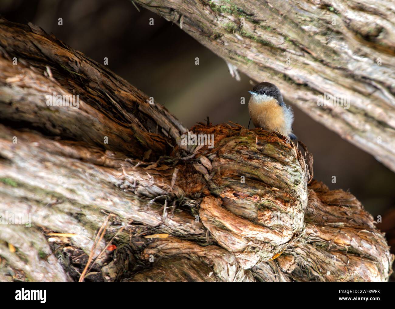 Winzig und doch lebhaft, die Pygmy Nuthatch, Sitta pygmaea, flieht zwischen Nadelbäumen in den Wäldern Nordamerikas. Stockfoto