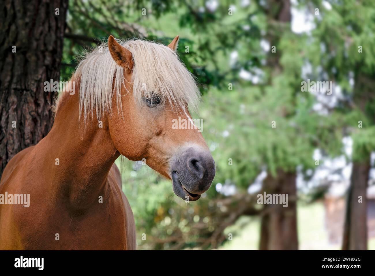 Porträt eines schönen kastanienbraunen Pferdes mit wilder Mähne vor grünen Waldbäumen Stockfoto