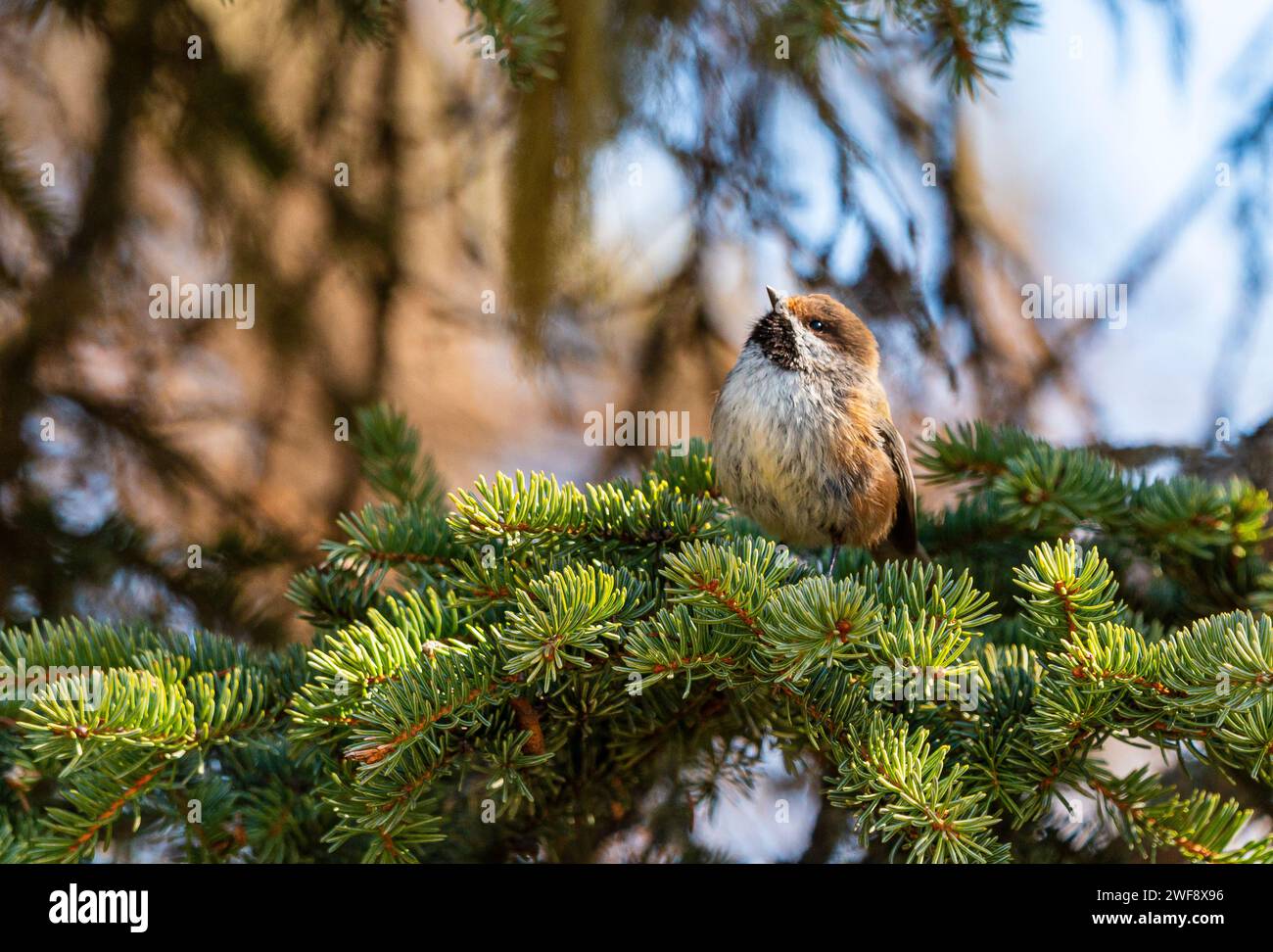 Boral Chickadee im Baum Stockfoto