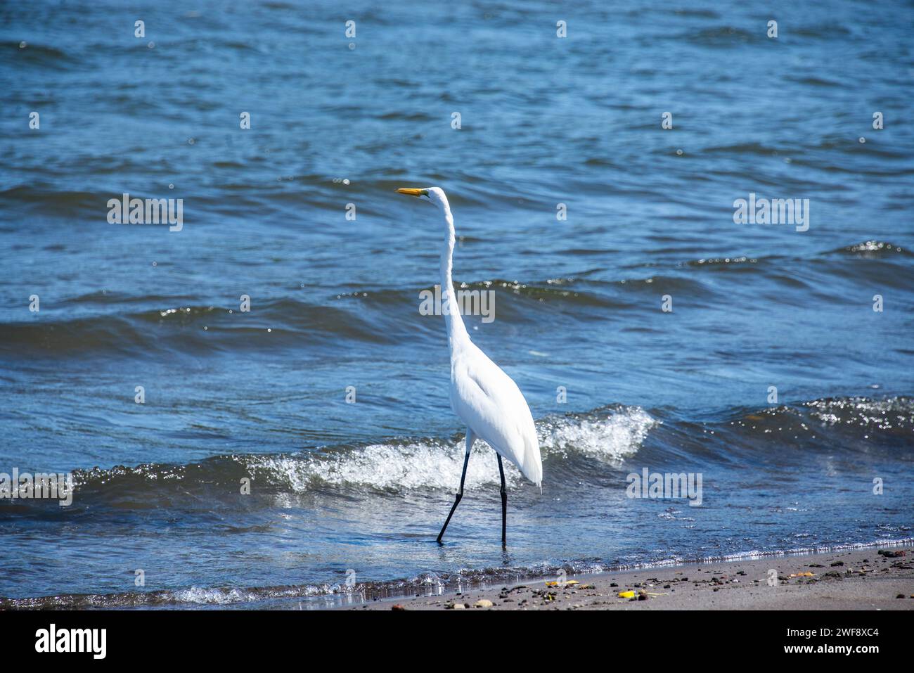 Großer weißer Reiher und ein Bather, Ometepe Island, Nicaragua Stockfoto