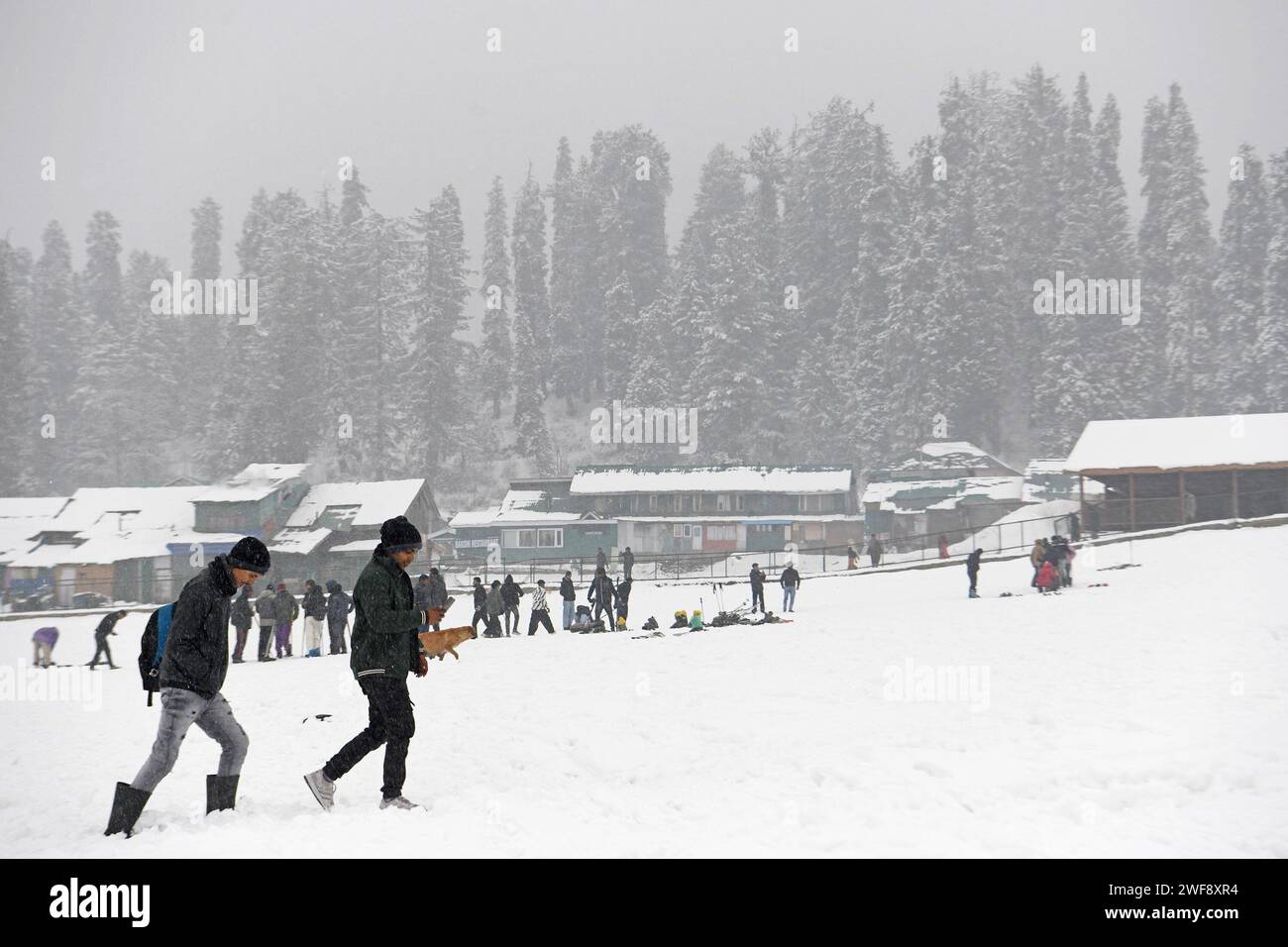 Kaschmir, Indien. Januar 2024. Neuschnee in den höheren Bergen des Kaschmir-Tals hat einen der längsten Trockenheitszeiten von rund zwei Monaten dieser Saison durchbrochen. Ein neuer Schneefall hat Einheimische und Touristen gleichermaßen angefeuert. Die Wirtschaft des Bundesstaates ist stark von der Tourismusbranche abhängig, und der Schneefall nach langer Wartezeit dürfte Touristen in das glitzernde Silbertal locken. Stockfoto