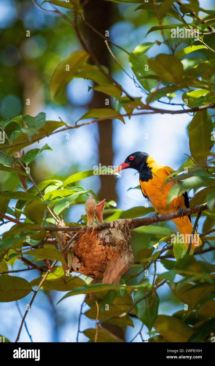 Oriole mit schwarzer Kapuze Oriole Oriolus xanthornus ceylonensis sitzt auf einem Zweig in der Nähe des Nestes und sucht nach Feinden, die Kinder schützen Stockfoto