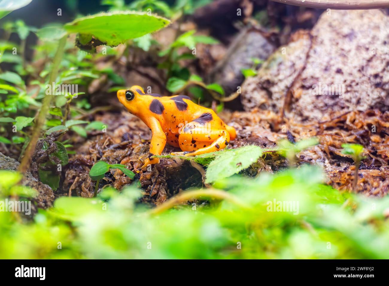 Der pamanische Goldfrosch, atelopus zeteki, der in Panama lebt, ist durch den Chytridenpilz und den illegalen Tierhandel Panama kritisch gefährdet Stockfoto