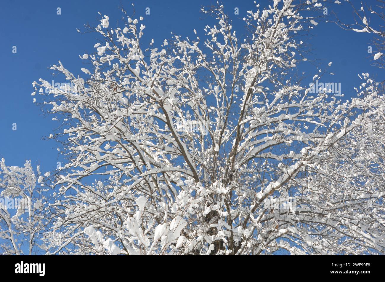 Pakistan Winterwetter, Walnut Tree bei starkem Schneefall Stockfoto