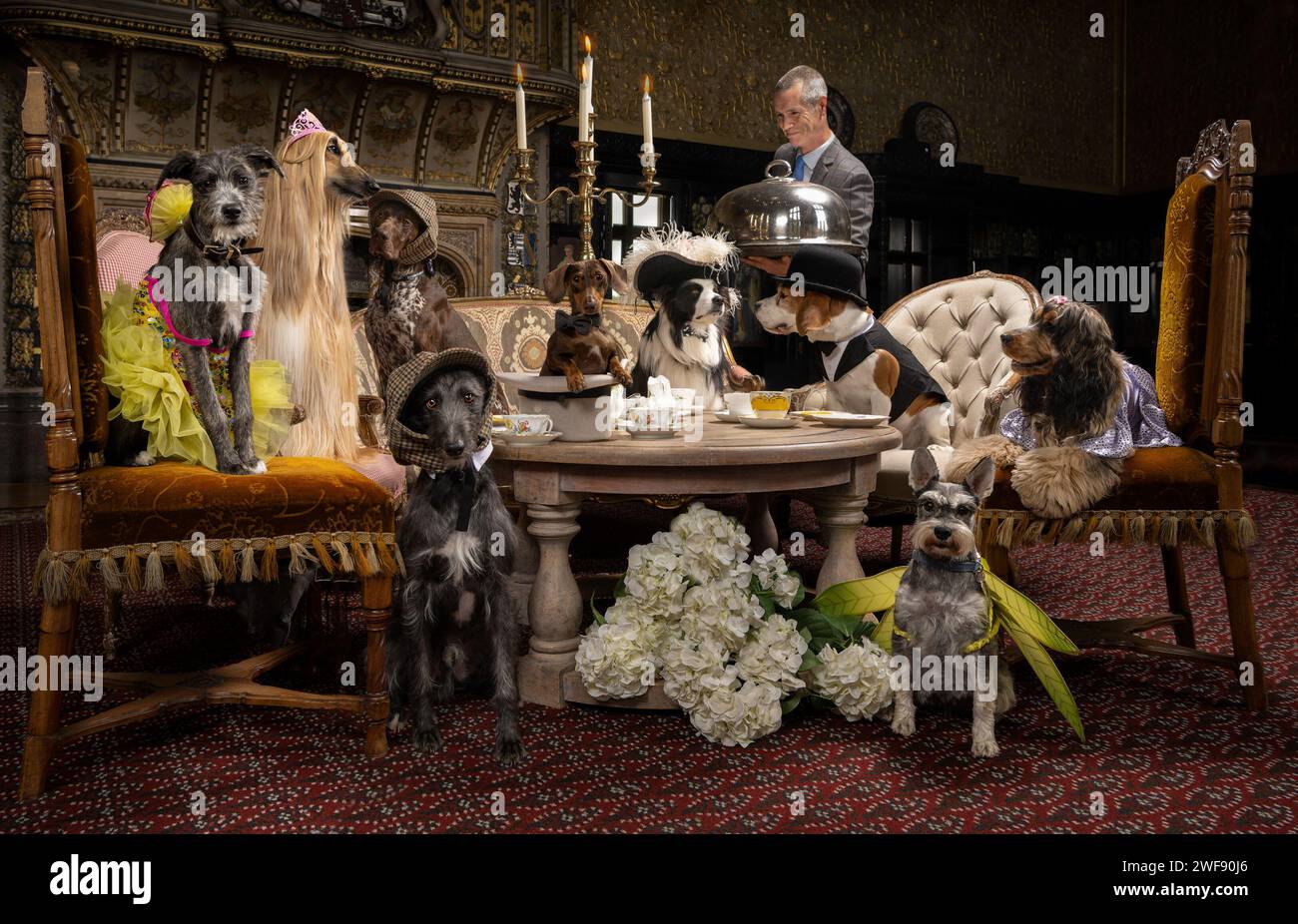 Eine Auswahl an Hunden, die den Nachmittagstee in einem Herrenhaus genießen, tragen eine Auswahl an Hüten und Kostümen Stockfoto