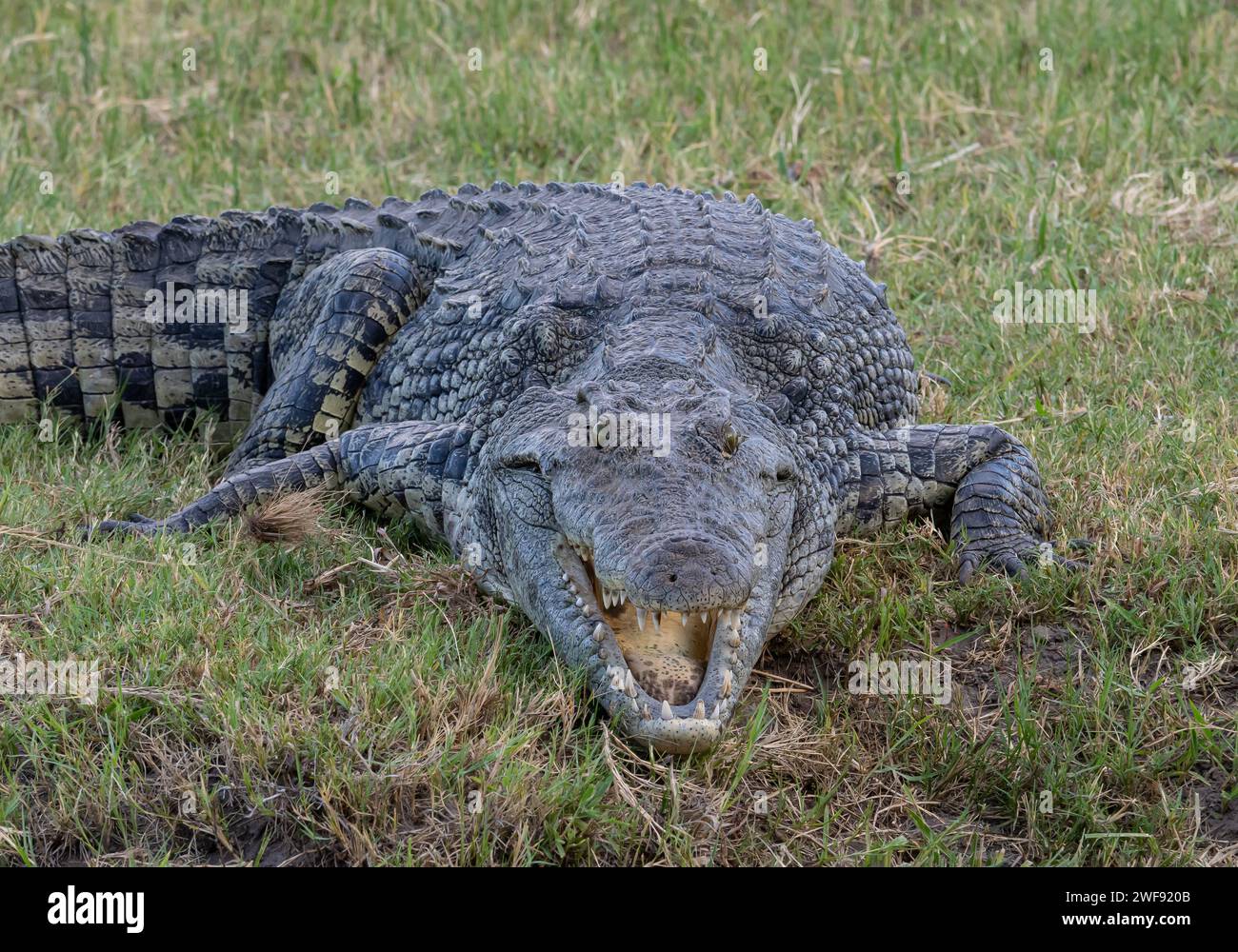 Krokodil im Okawango-Delta-Nationalpark im nördlichen Botswana 2023 Stockfoto