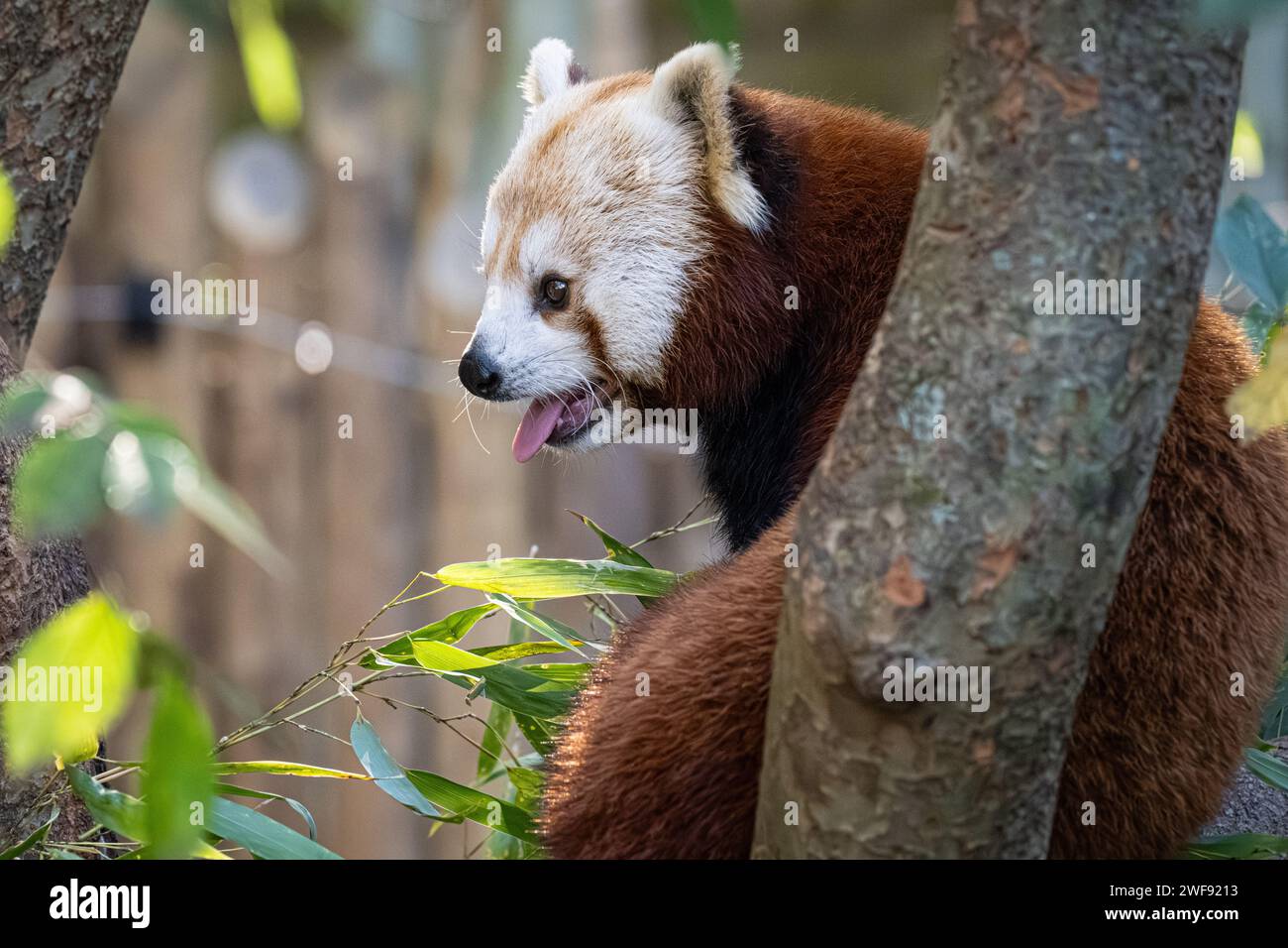 Roter Panda (Ailurus fulgens refulgens) in einem Baum im Zoo Atlanta in der Nähe der Innenstadt von Atlanta, Georgia. (USA) Stockfoto