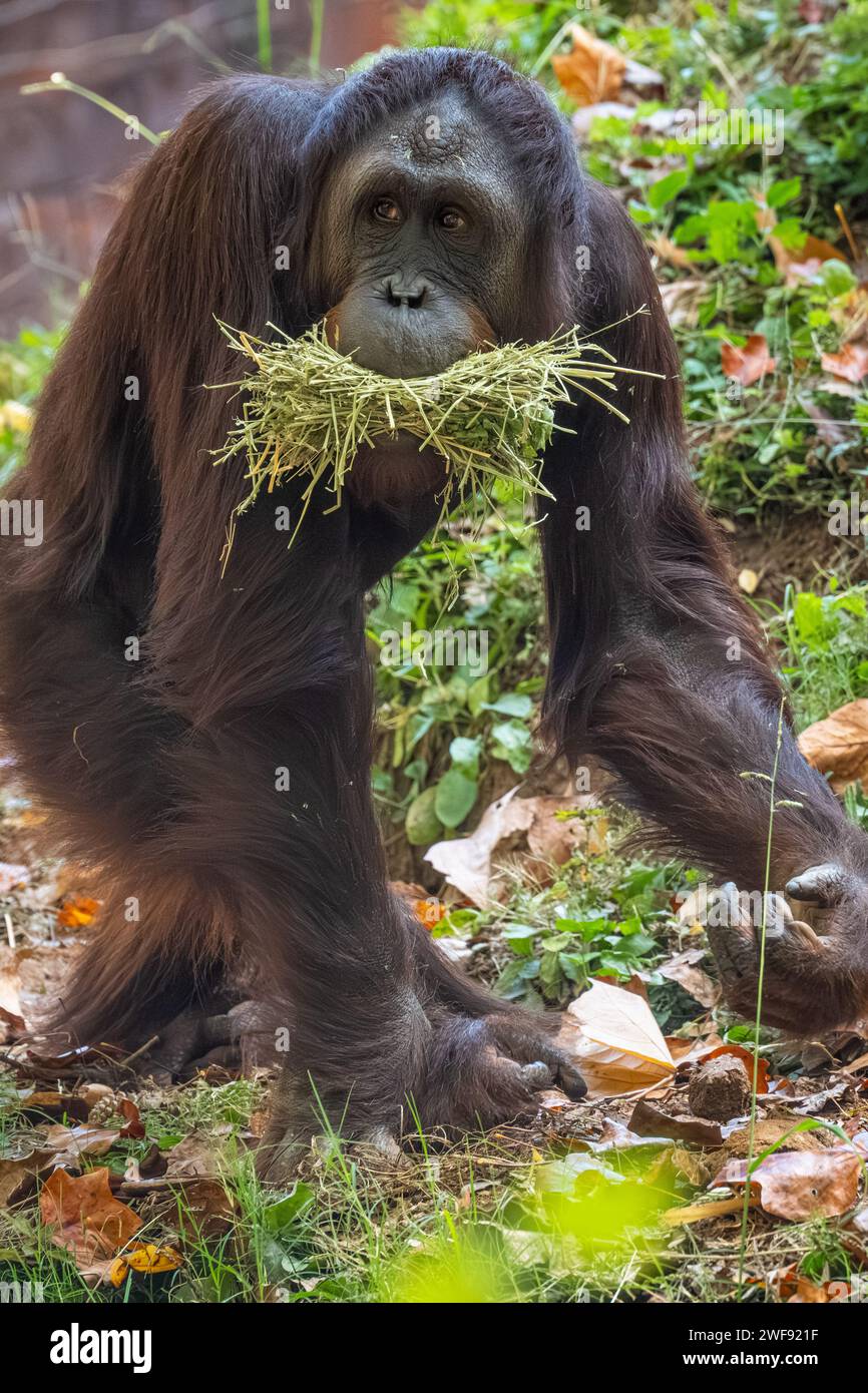 Orang-Utan-Spaziergang mit einem Mund voller Streuner im Zoo Atlanta in Atlanta, Georgia. (USA) Stockfoto