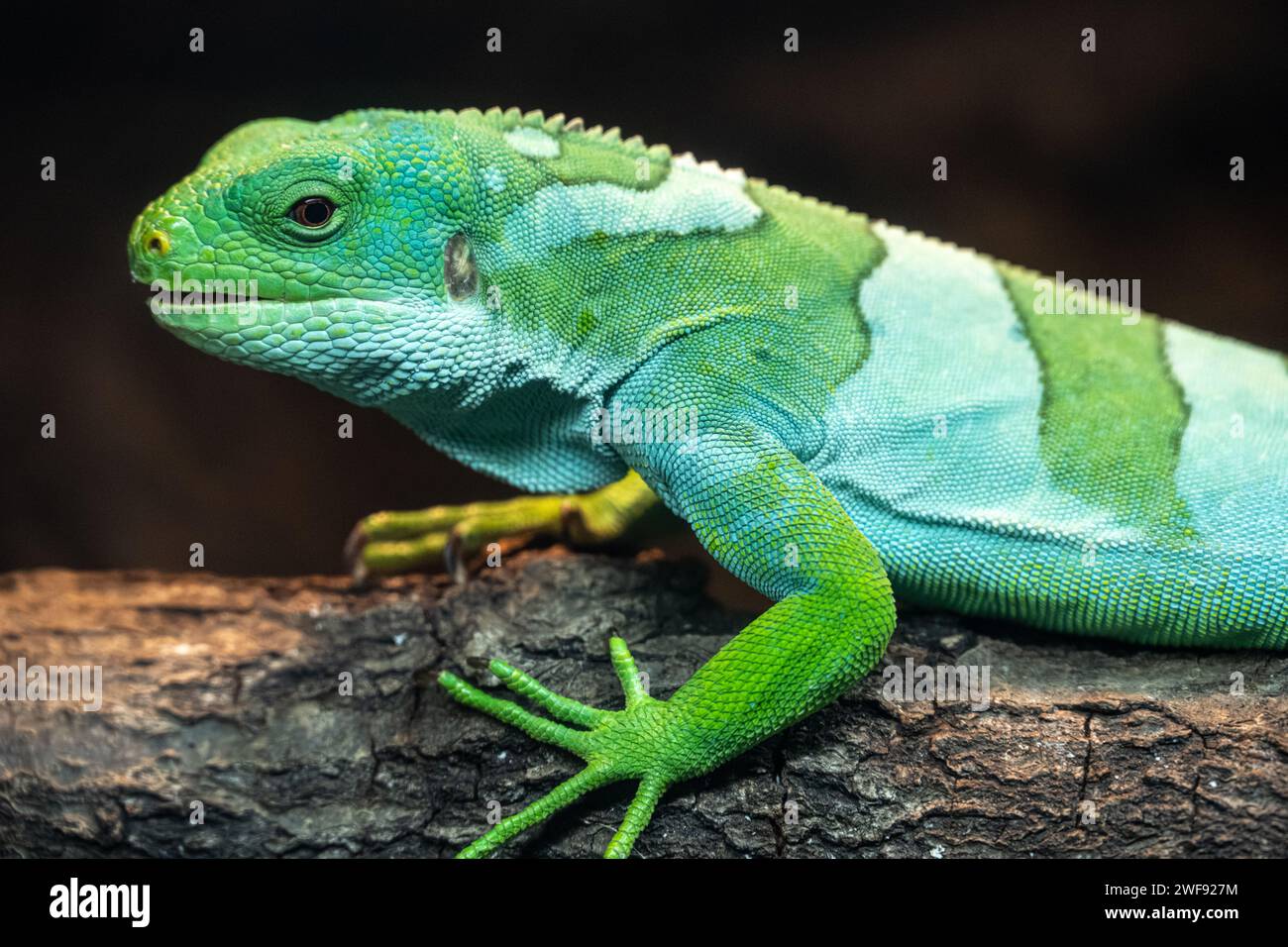 Fidschi Kurzkammleguan (Brachylophus fasciatus) am Zoo Atlanta in der Nähe der Innenstadt von Atlanta, Georgia. (USA) Stockfoto