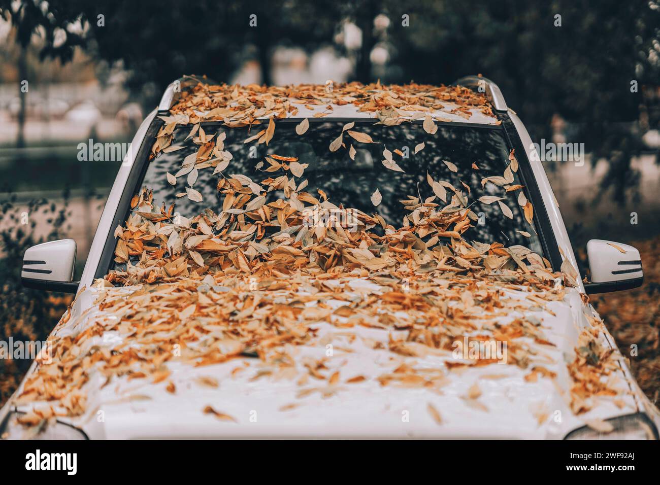 Herbstgelbe Blätter fallen auf Stoßfänger und Windschutzscheibe des Autos Stockfoto