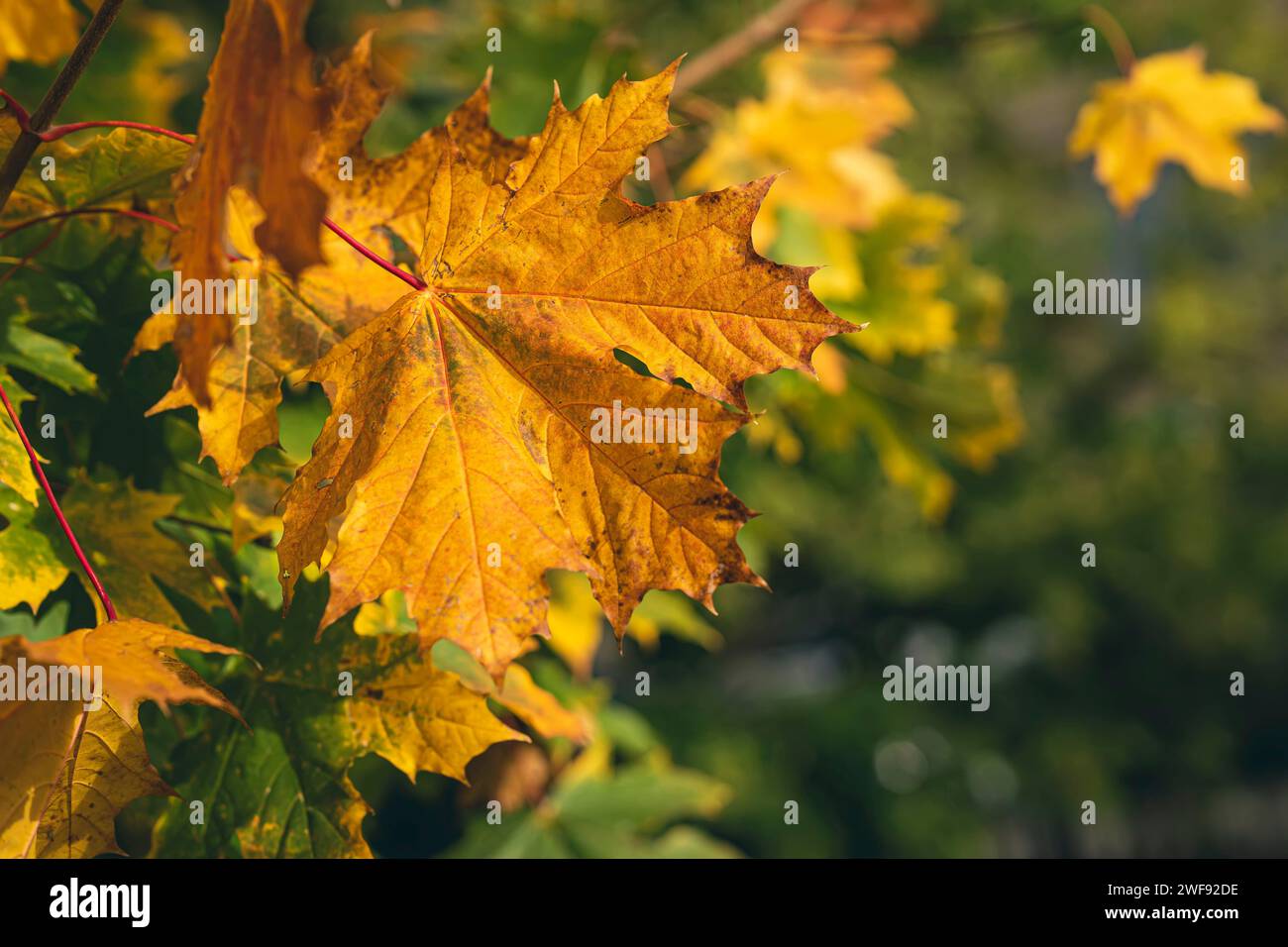 Die ersten gelben Blätter hängen an einem Baumzweig im Hintergrund des grünen Waldes Stockfoto