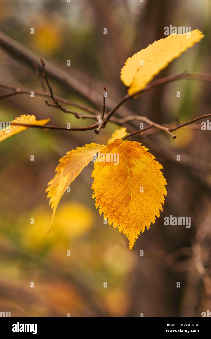 Letzte gelbe Blätter hängen an einem Zweig, natürlicher verschwommener Hintergrund, Herbstwald Stockfoto