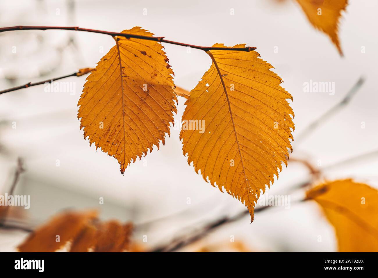 Letzte Blätter auf einem Baumzweig. Herbst Natur Hintergrund Stockfoto