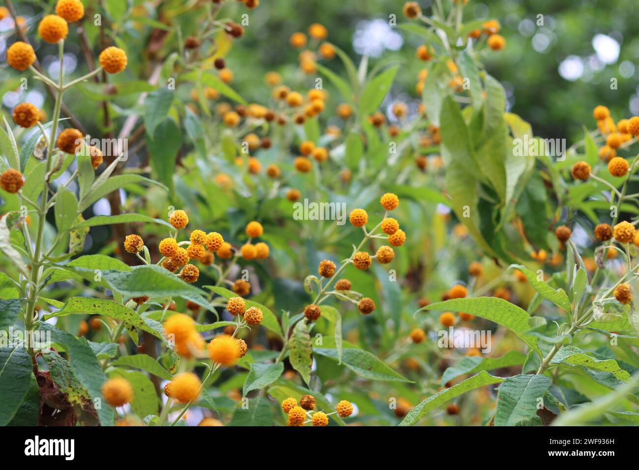 Buddleia globosa oder orangener Kugelbaum Blüten Stockfoto