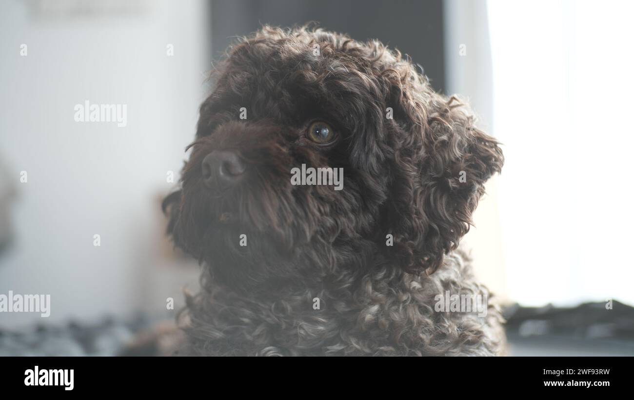 Nahaufnahme eines braunen, lockigen Hundes drinnen Stockfoto