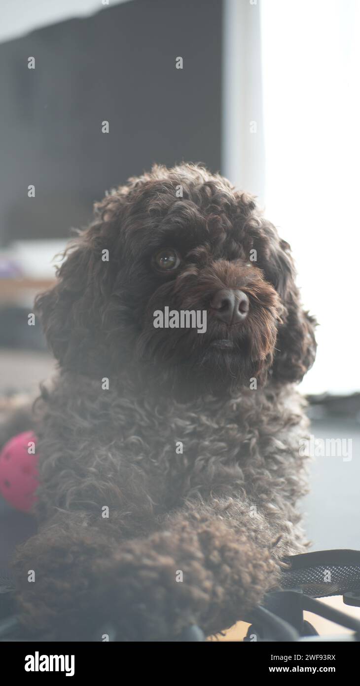 Nahaufnahme eines braunen, lockigen Hundes drinnen Stockfoto