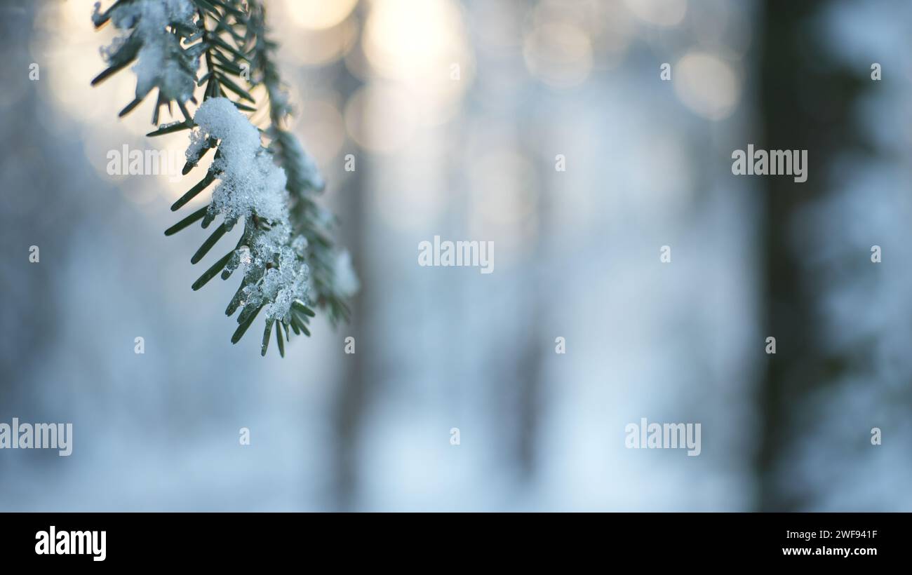 Schneebedeckter Kiefernzweig im Schweizer Winterwald Stockfoto