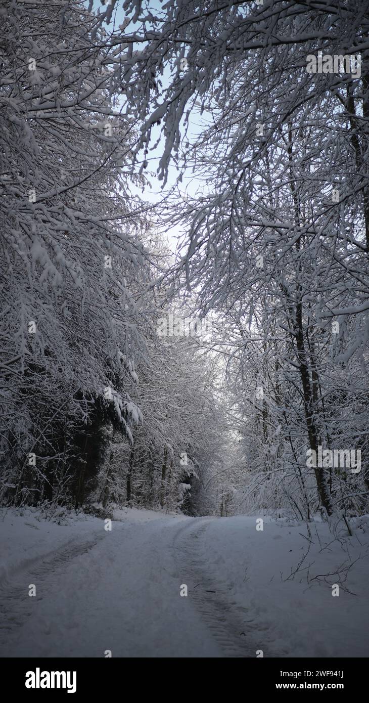 Verschneite Waldweg im Winter, Schweiz Stockfoto