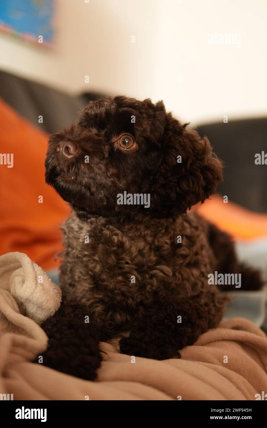 Entzückender brauner, lockiger Hund, der sich drinnen auf einer gemütlichen Decke in der Schweiz entspannt Stockfoto