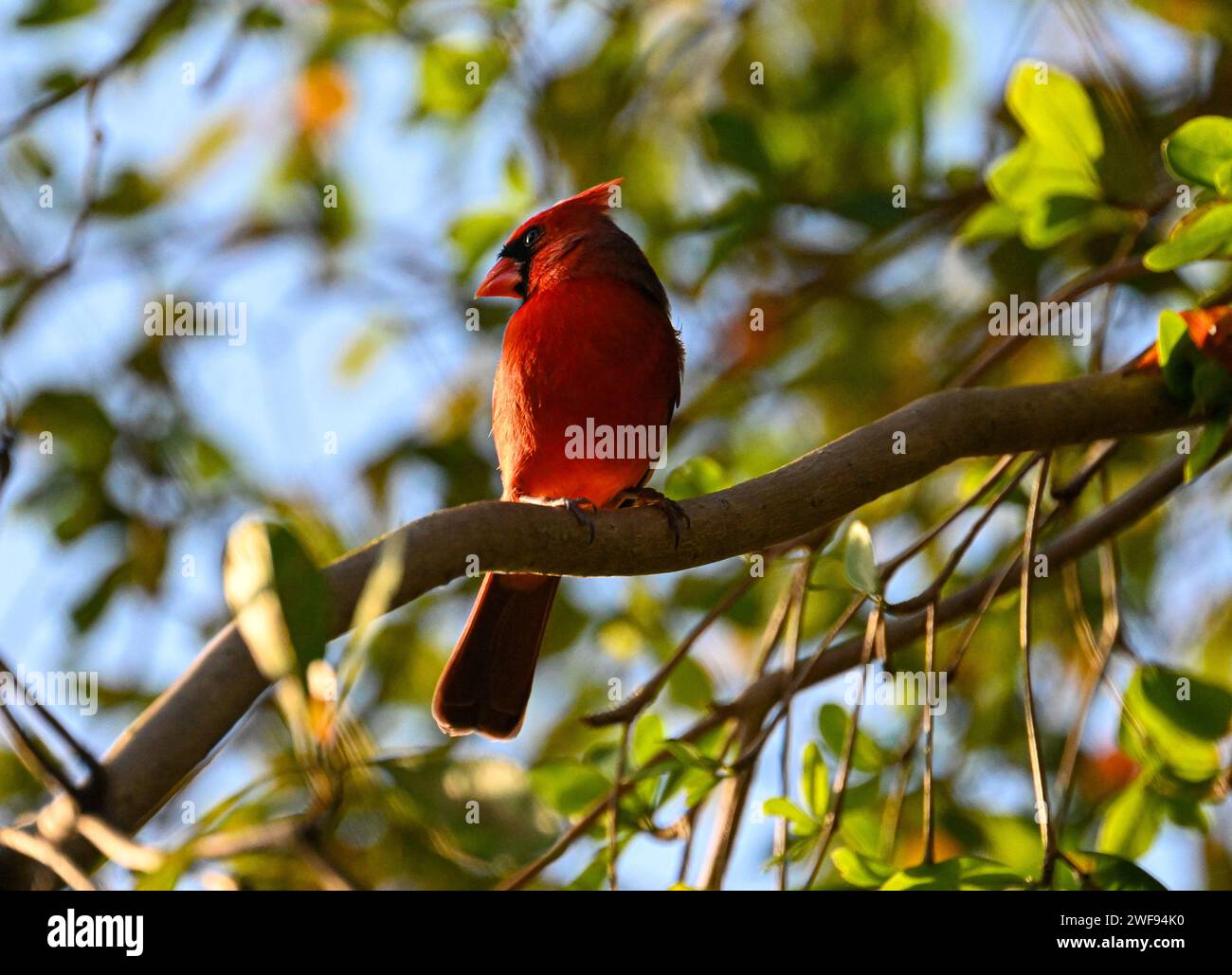 Ein Niedrigwinkelschuss eines nördlichen Kardinalvogels, der auf einem Baum sitzt Stockfoto