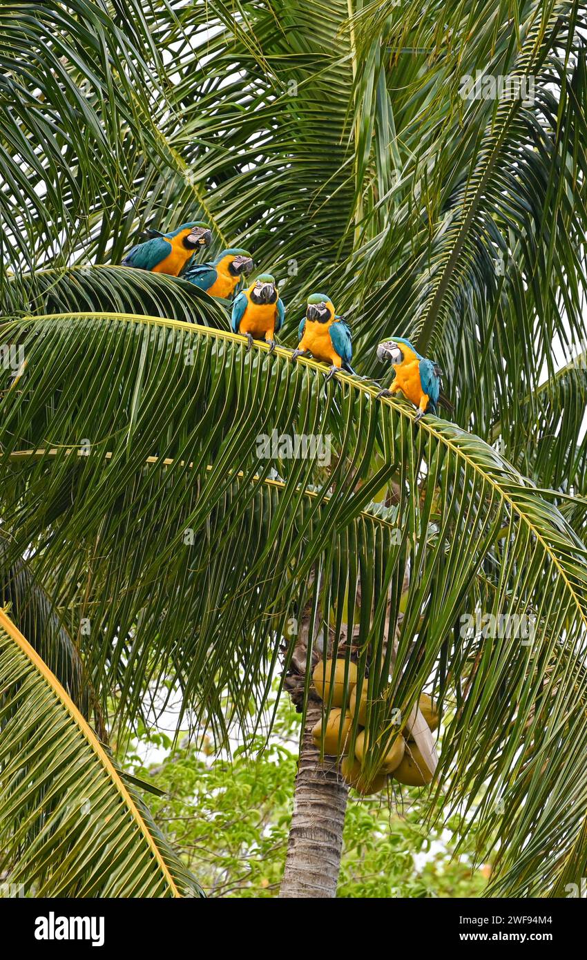 Eine vertikale Aufnahme von lebendigen Aras auf einer Palme in einer üppigen tropischen Umgebung Stockfoto