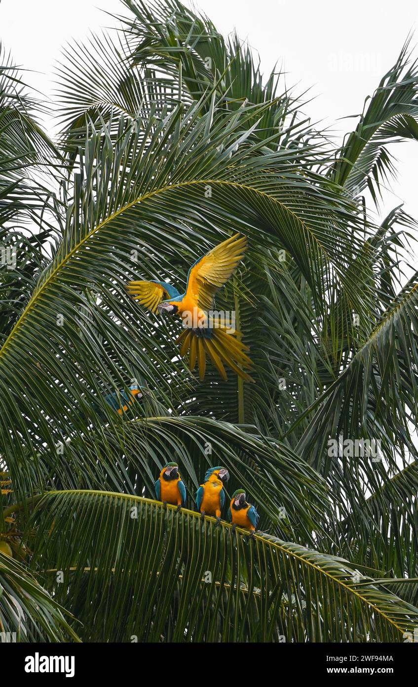 Eine vertikale Aufnahme von lebendigen Aras auf einer Palme in einer üppigen tropischen Umgebung Stockfoto