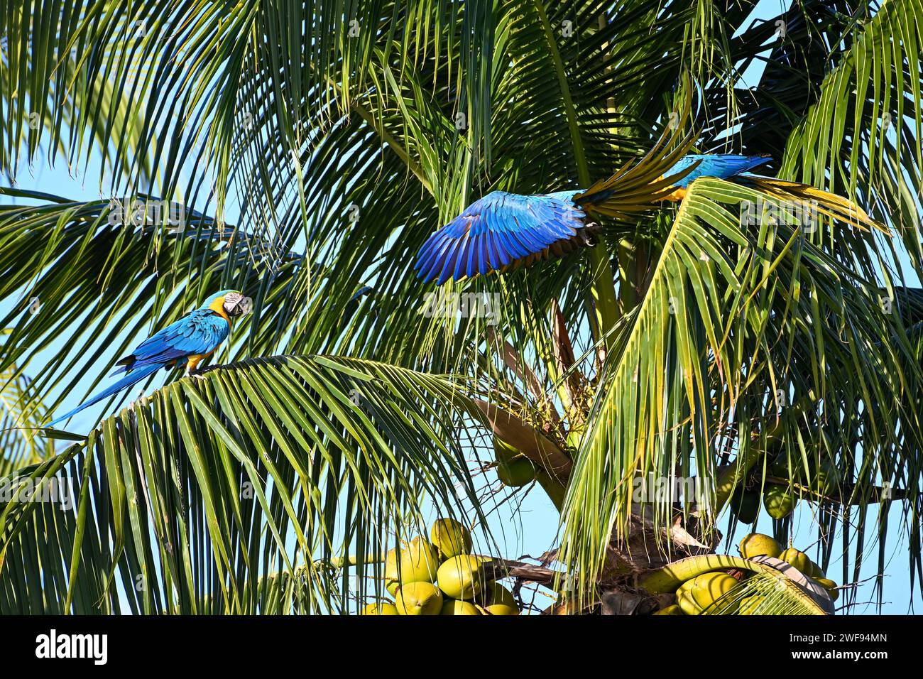 Ein Niedrigwinkelfoto von lebendigen Aras auf einer Palme in einer üppigen tropischen Umgebung Stockfoto