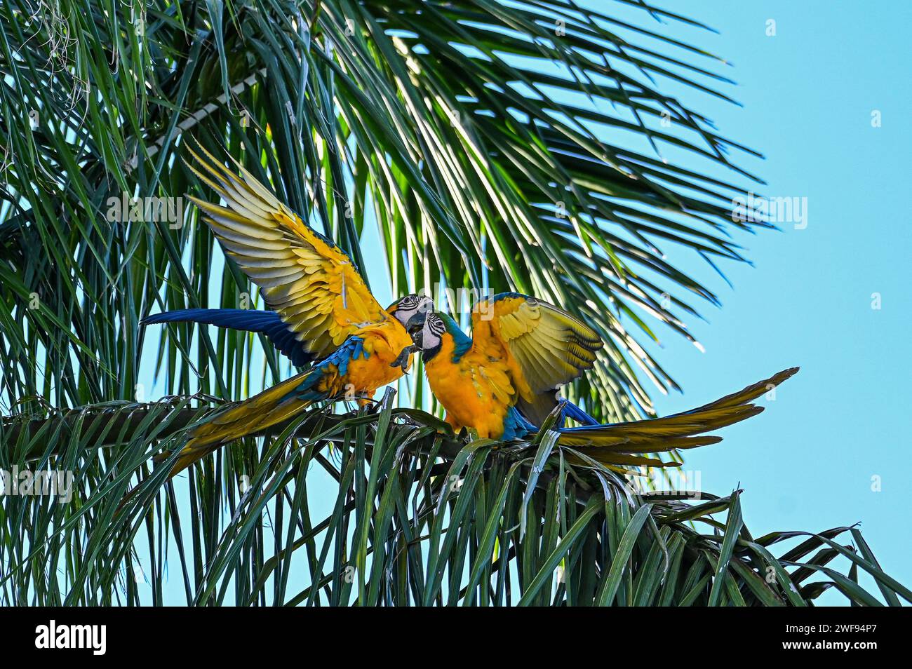 Eine Nahaufnahme von zwei blauen Aras auf einem Palmenzweig Stockfoto