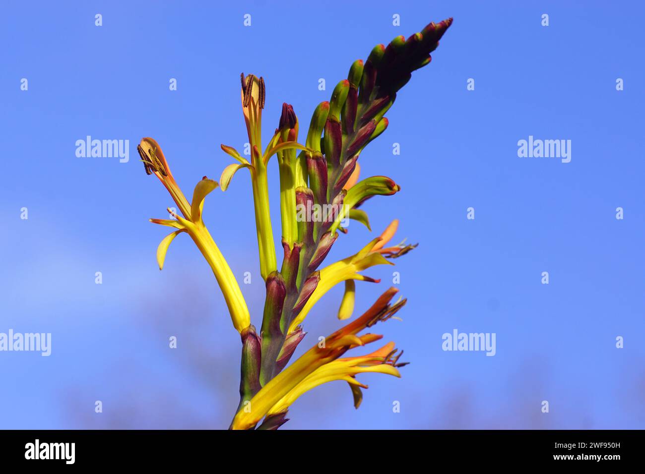 Nahaufnahme orange, gelbe Blüten von Cobra Lilie, afrikanische Flagge (Chasmanthe floribunda). Blauer Himmel. Niederlande Stockfoto