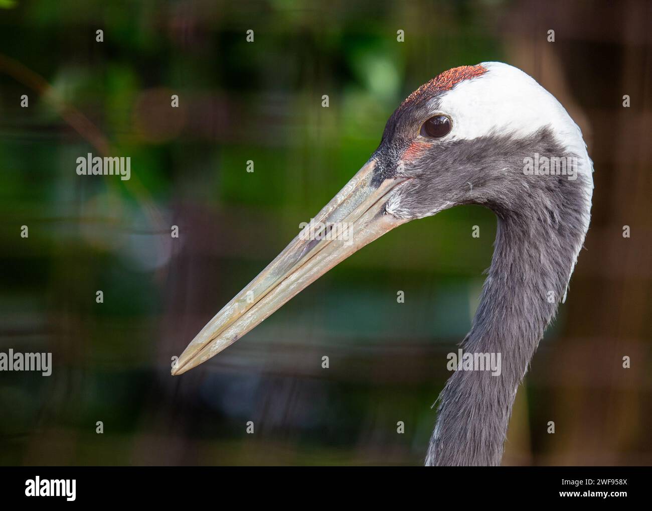 Eleganter Rotkräne, Grus japonensis, tanzt anmutig in den Feuchtgebieten Japans, ein Symbol für Langlebigkeit, Treue und japanische Kulturherita Stockfoto