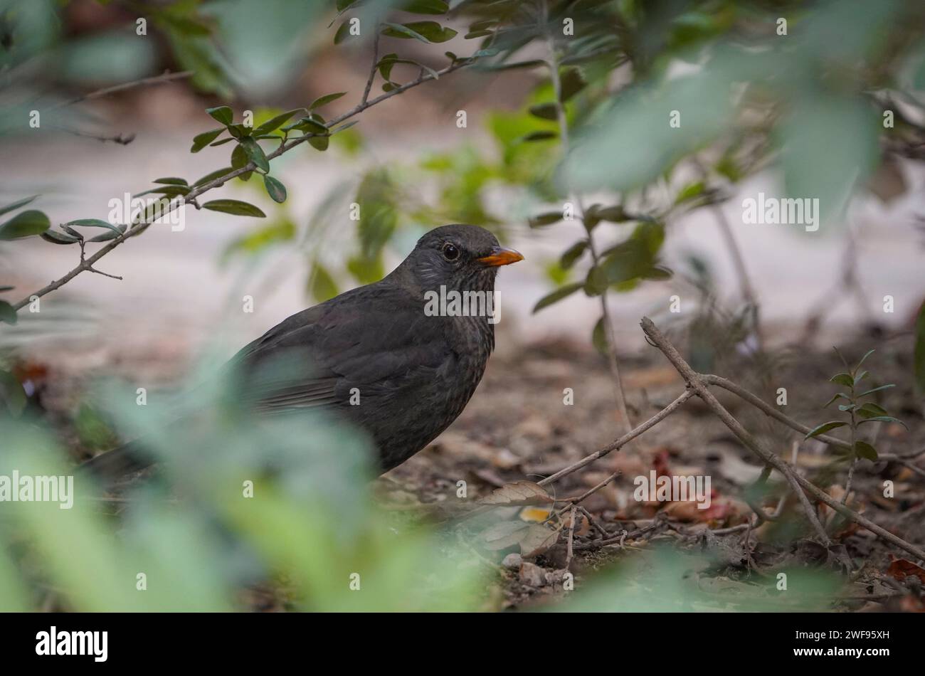 Blackbird sucht nach Insekten in Blättern im Garten. Spanien. Stockfoto