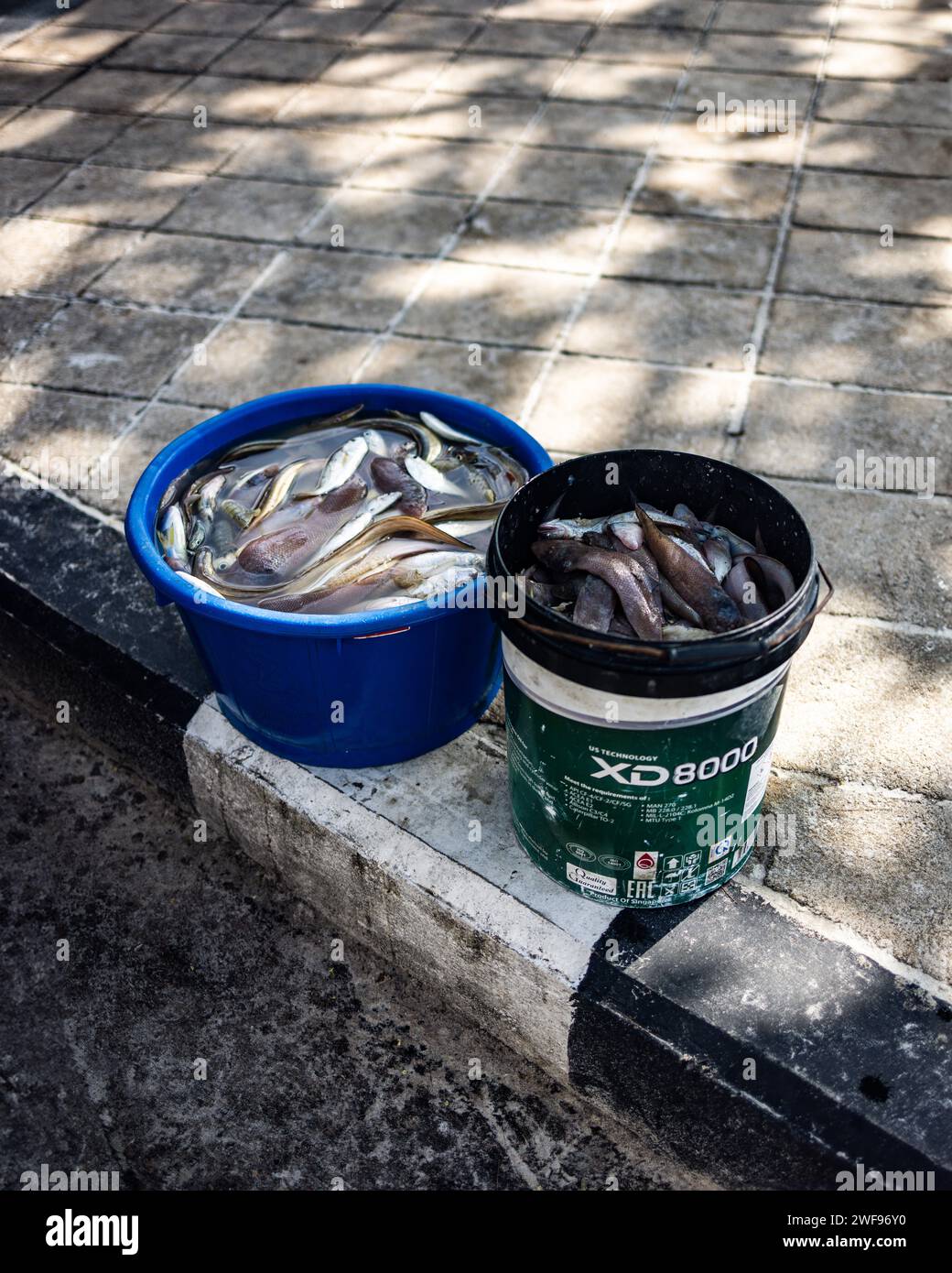 Zwei Eimer gefüllt mit Fisch auf dem Gehweg Stockfoto