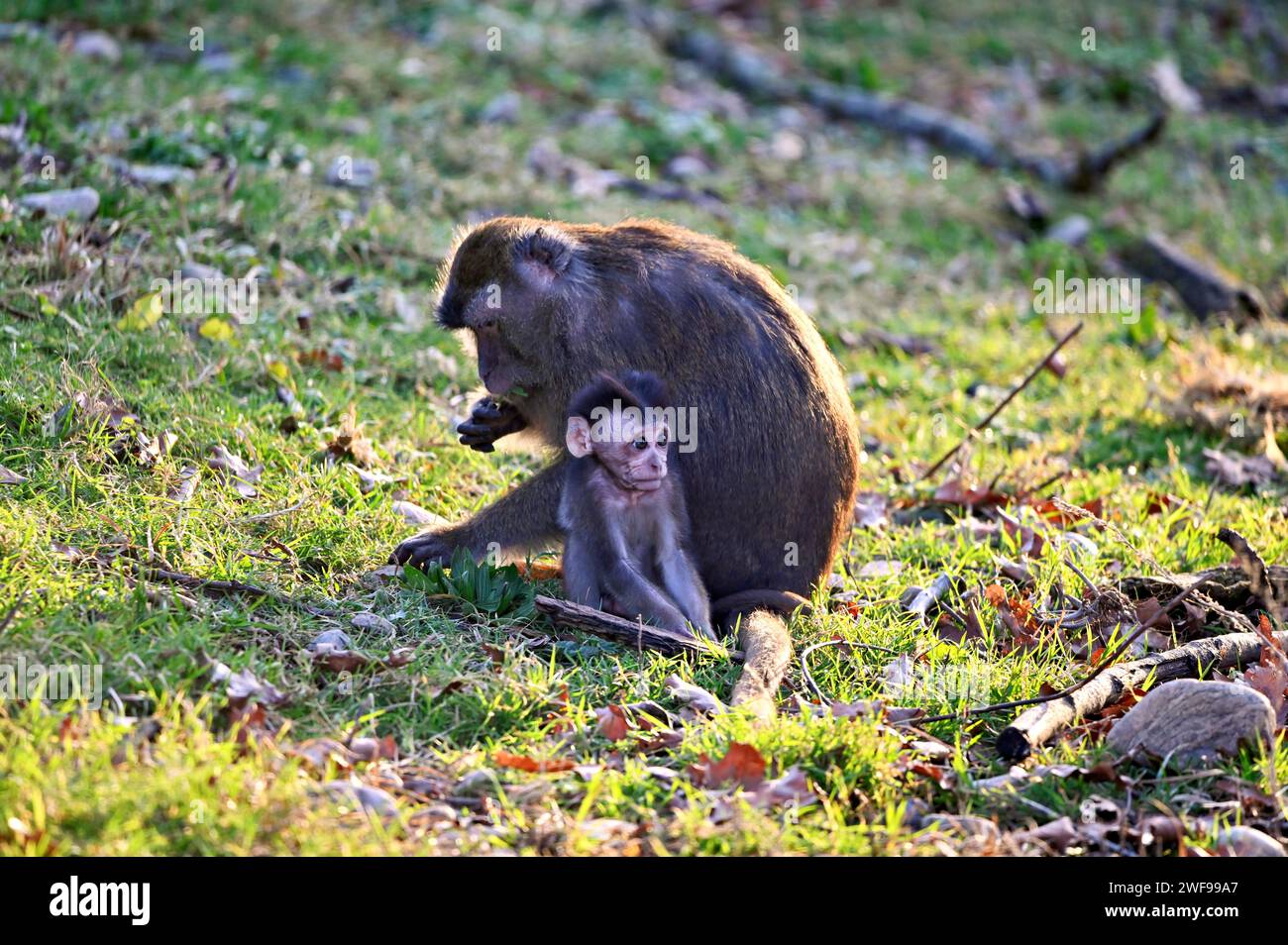 Baby-Cynomolgus-Affe mit Mutter auf einer Wiese auf der Suche nach Nahrung. Javanischer Affe Stockfoto