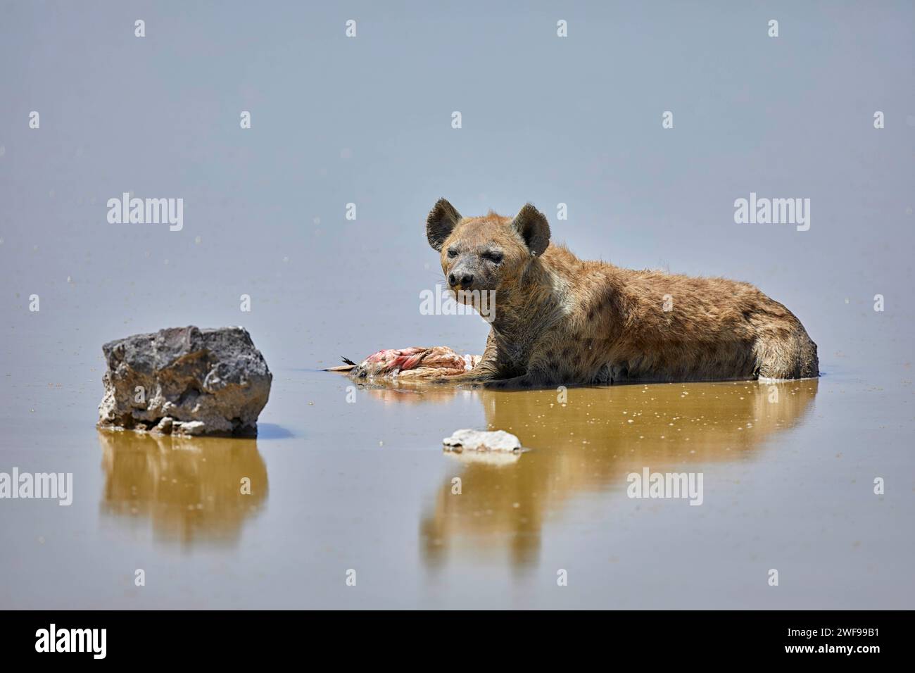 Gefleckte Hyena, Crocuta Crocuta mit totem Flamingo im Amboseli-Nationalpark, Kenia Afrika Stockfoto