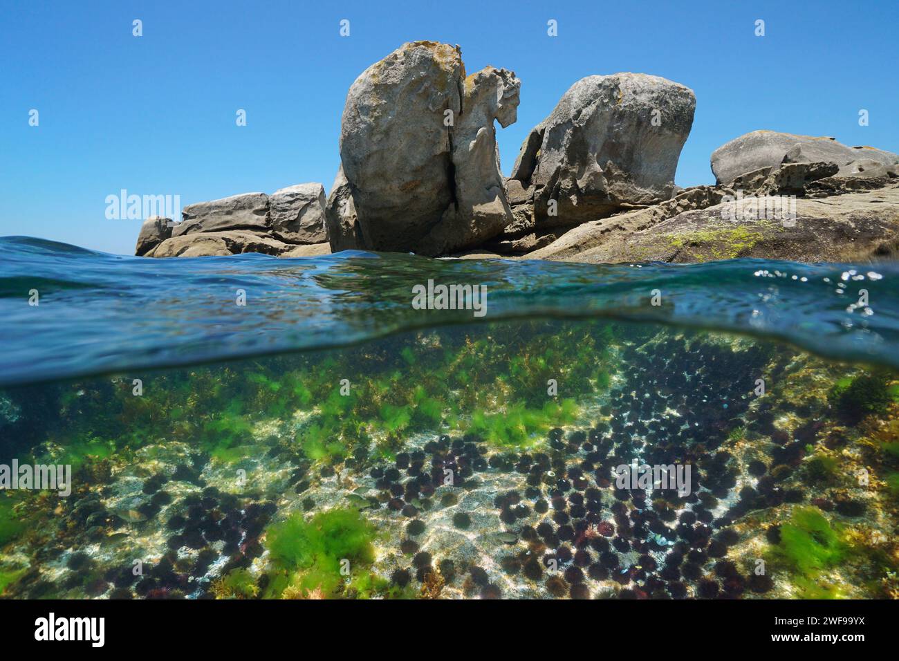 Viele Seeigel unter Wasser mit großen Felsen am Meer, Meereslandschaft des Atlantischen Ozeans, geteilter Blick über und unter der Wasseroberfläche, Spanien, Galicien Stockfoto