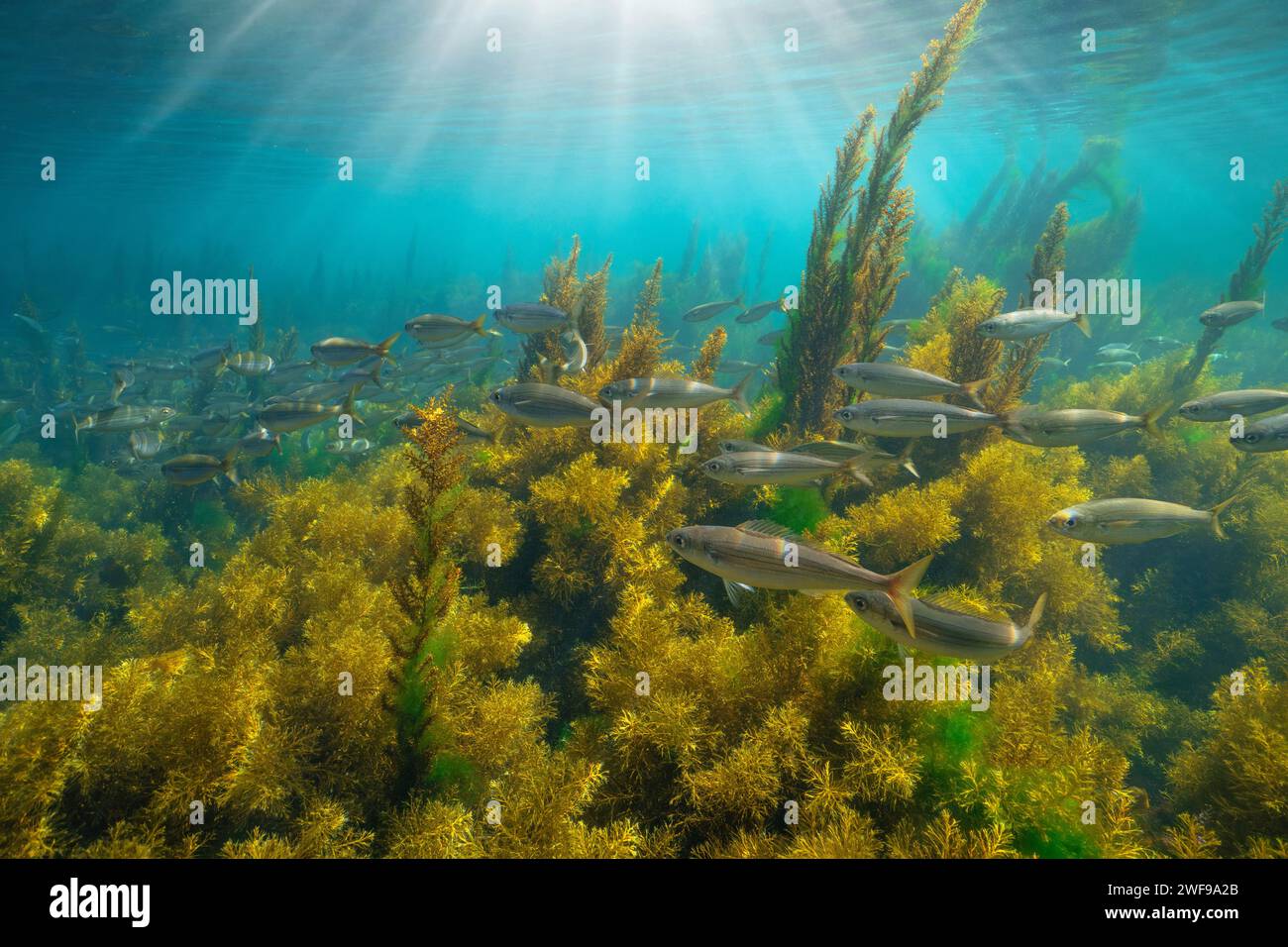 Algen mit einem Schwarm von Fischen (bogue) und Sonnenlicht unter Wasser Meereslandschaft im Atlantik, natürliche Szene, Spanien, Galicien, Rias Baixas Stockfoto