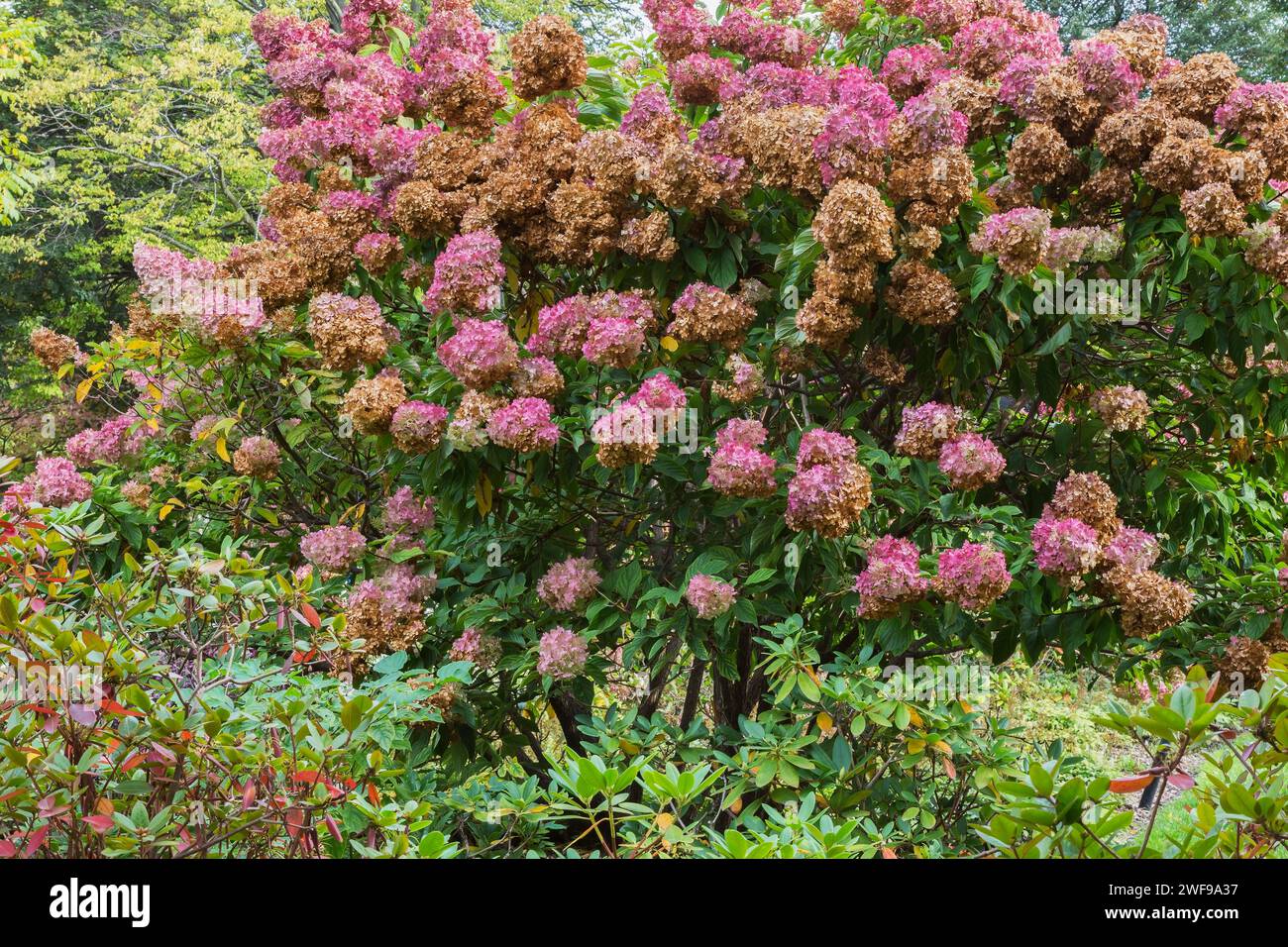 Hortensie paniculata 'Grandiflora' - PeeGee Hortensie mit rosa und welkigen Blütenköpfen im Herbst. Stockfoto