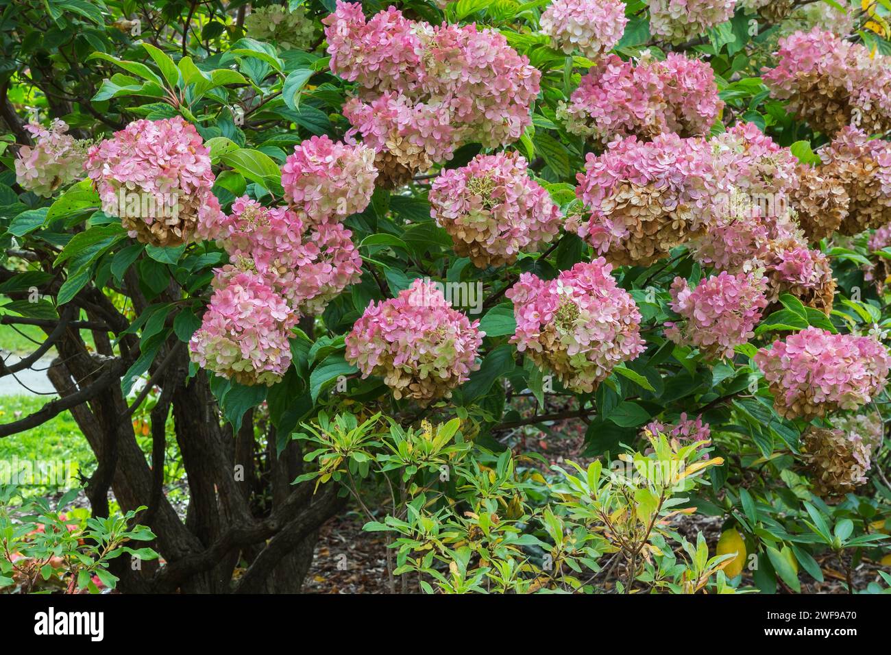 Hortensie paniculata 'Grandiflora' - PeeGee Hortensie im Herbst. Stockfoto