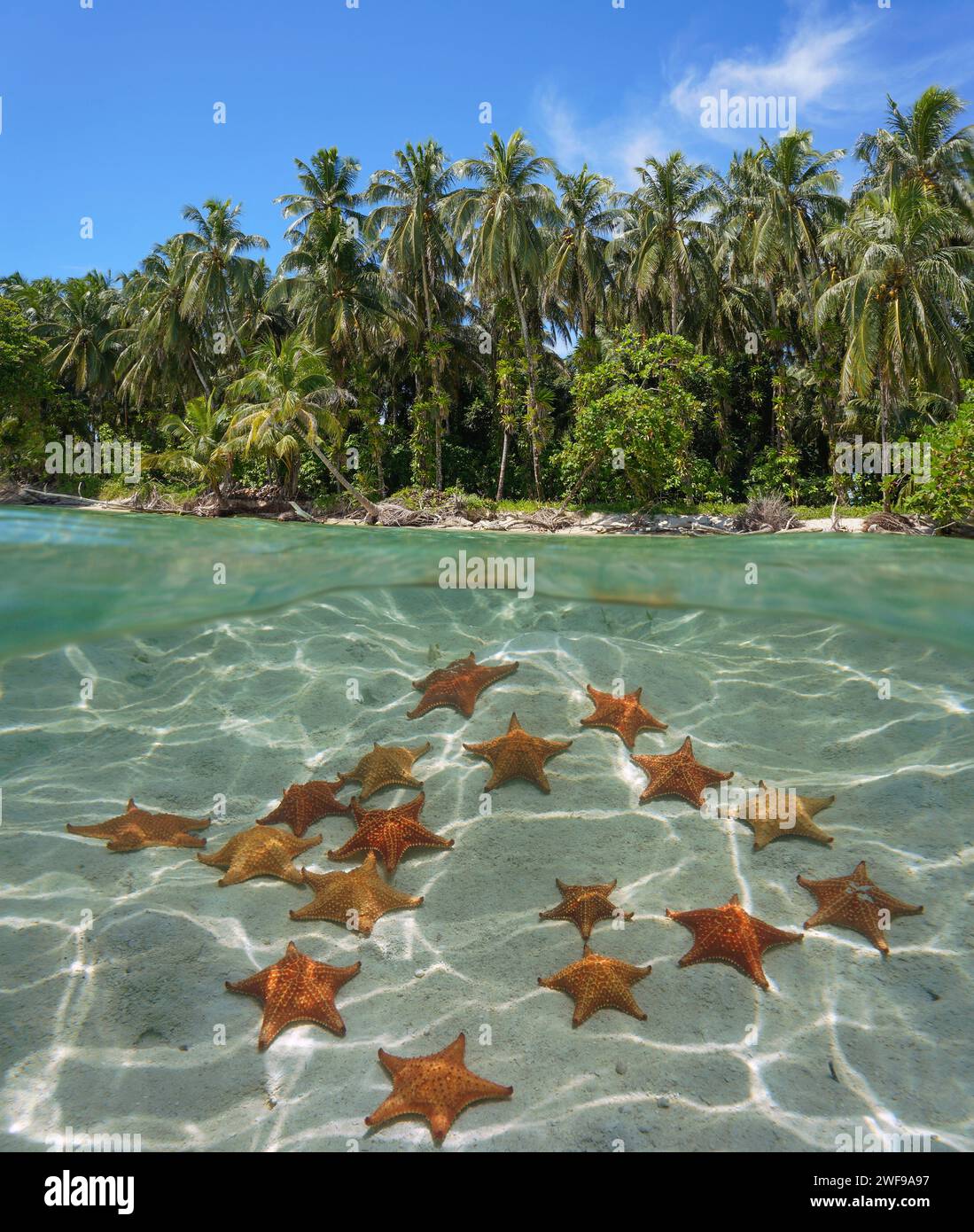 Seesterne unter Wasser auf einem sandigen Meeresboden und tropische Küste mit Palmen, Karibisches Meer, geteilter Blick halb über und unter der Wasseroberfläche, Panama Stockfoto