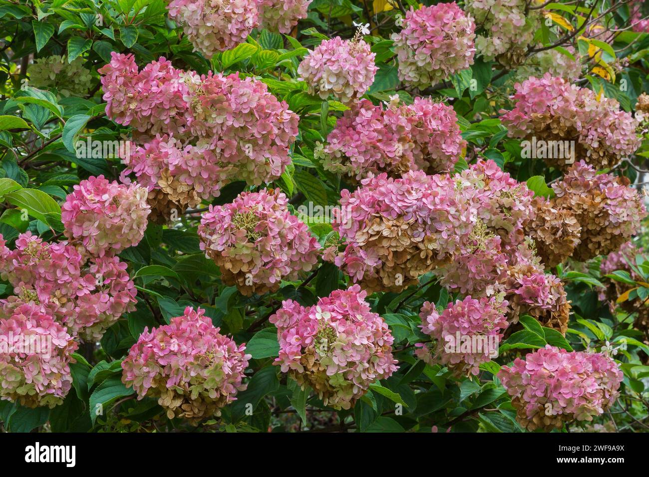 Hortensie paniculata 'Grandiflora' - PeeGee Hortensie im Herbst. Stockfoto