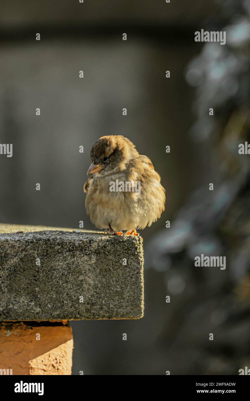 Ein winziger Vogel thront anmutig auf einem Mauervorsprung Stockfoto