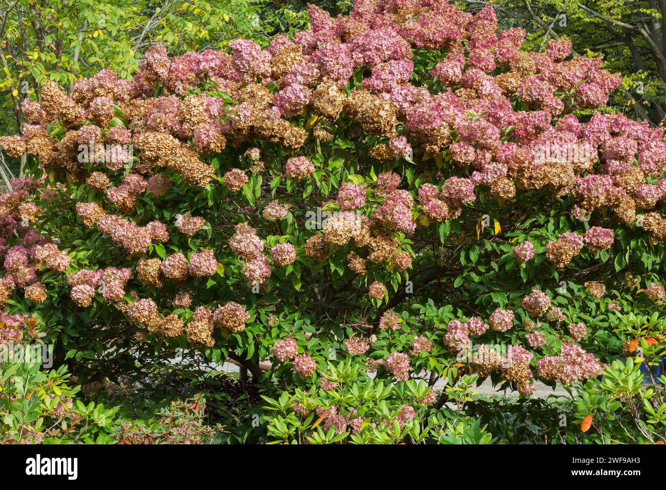 Hortensie paniculata 'Grandiflora' - PeeGee Hortensie mit rosa und welkigen Blütenköpfen im Herbst. Stockfoto
