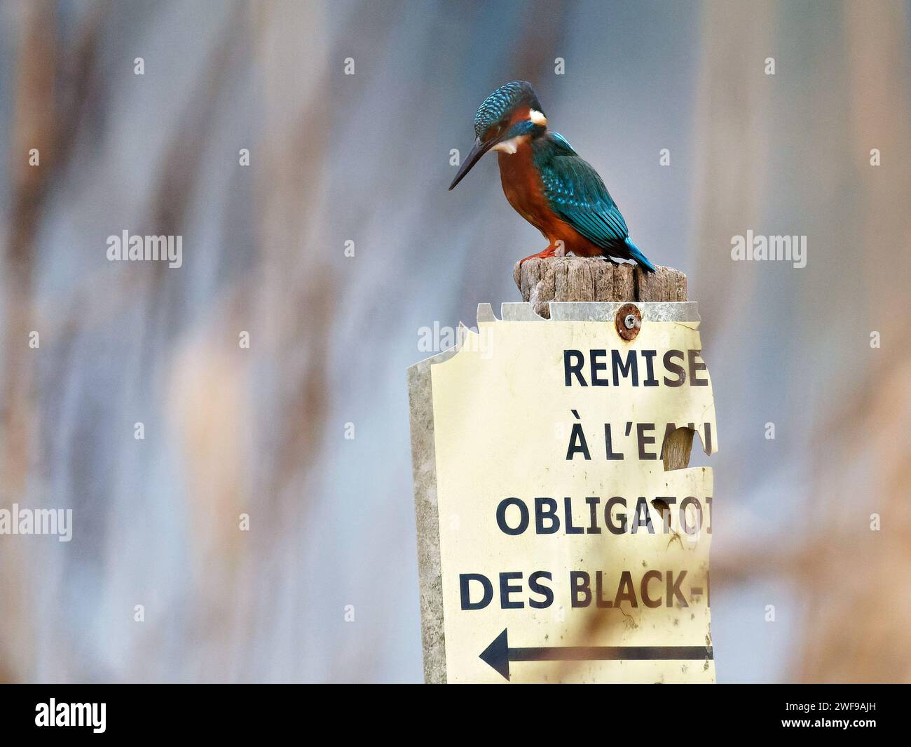 Eisvogel Stockfoto