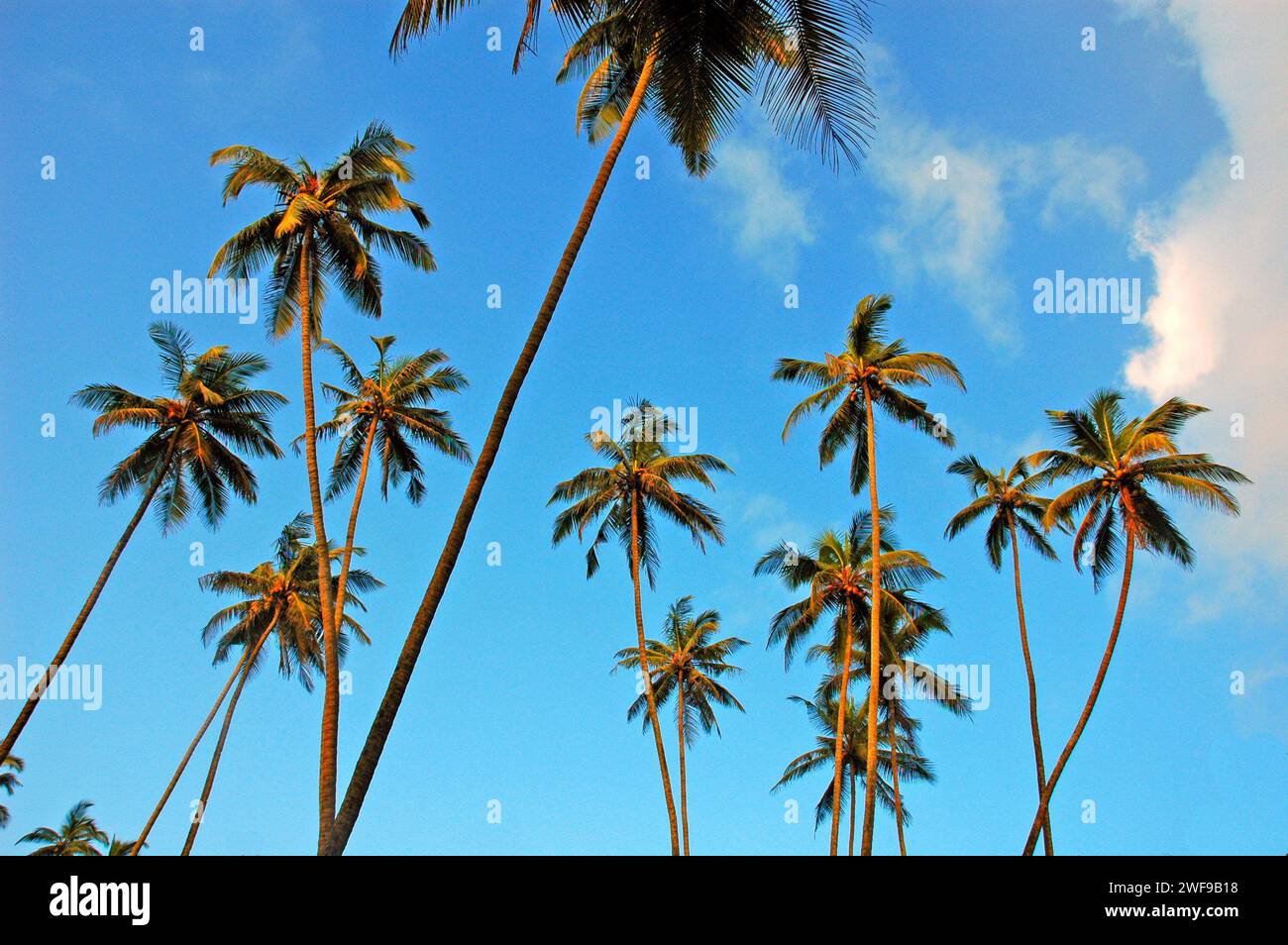 Baga Beach. Die Strände von Goa sind das perfekte Ziel für einen entspannten Urlaub und Urlaub in Indien. Wassersport und die exotischen Meeresfrüchte von Goa genießen, die Strände haben alles. Goa ist der perfekte Ort für Strandaktivitäten mit einer unwiderstehlichen Kombination aus silbernem Sand, Palmenrillen und verspielten Meereswellen, die die Menschen mit ihrem Gezeitenrhythmus verführen. Colva, Goa, Indien. Stockfoto
