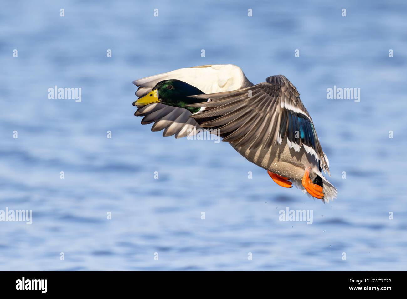 Stockenten Drake, der vom Wasser abhebt Stockfoto