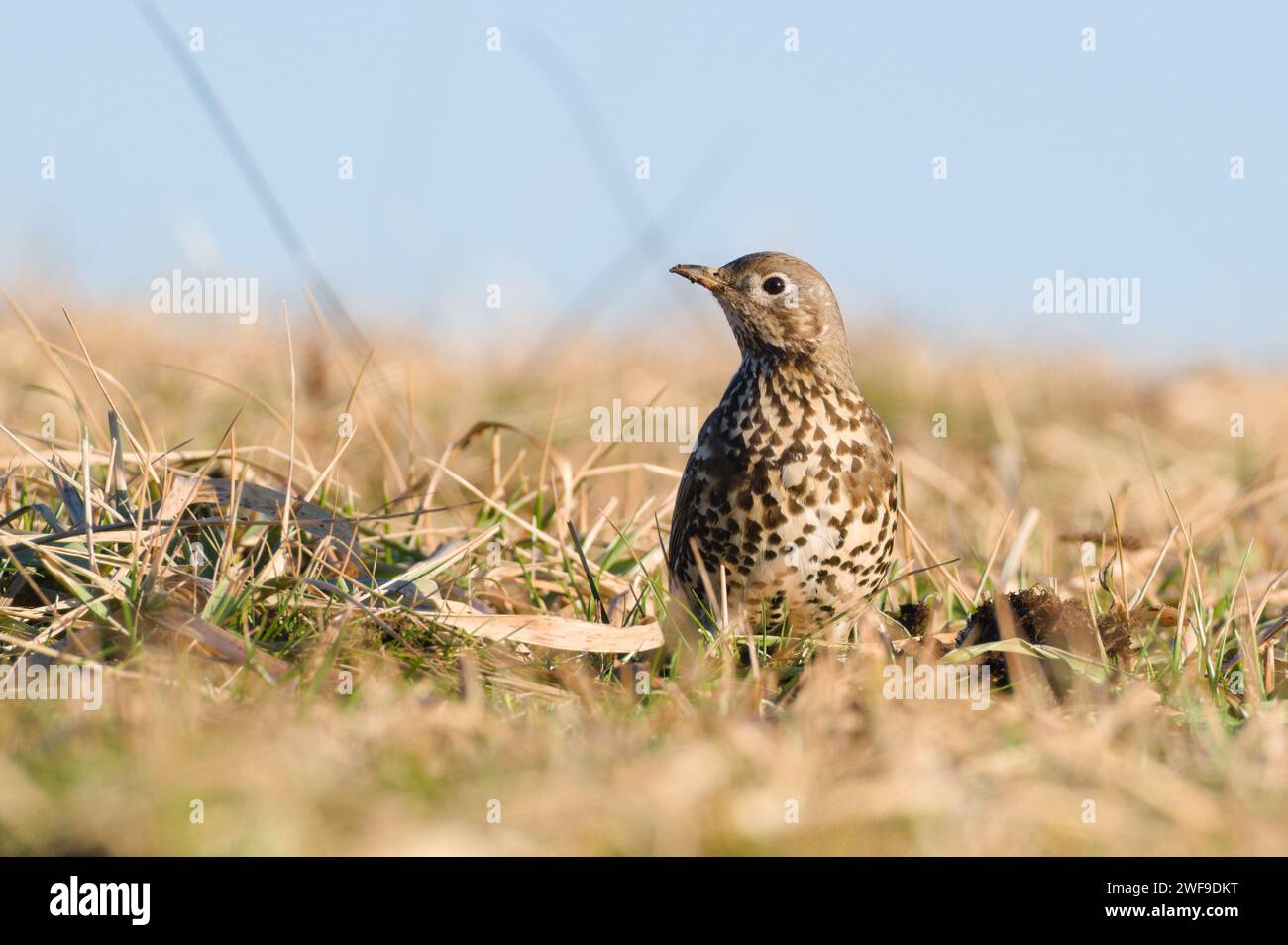 Song-Thrush aka Turdus philomelos sucht an sonnigen Wintertagen auf dem Feld nach Samen. Gemeinsamer europäischer singvogel. Stockfoto