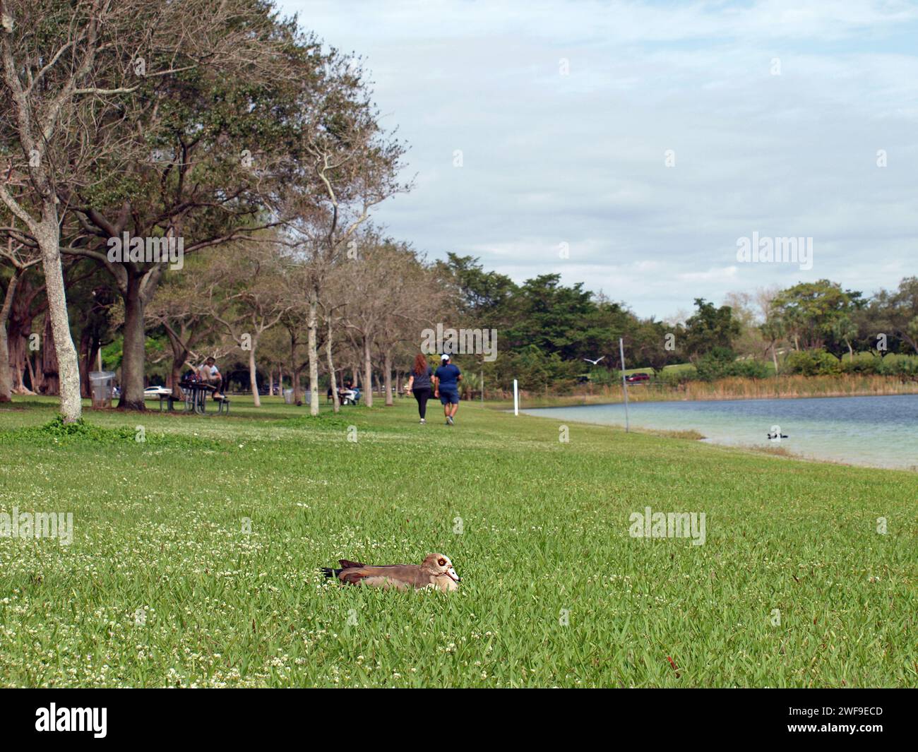 Miami, Florida, USA - 20. Januar 2024: Ägyptische Gans ruhen in einem Park und Paare laufen im Hintergrund. Stockfoto