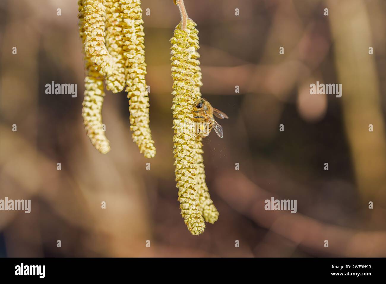 Bestäubung durch Bienen Ohrringe Haselnuss. Blühende Hasel Haselnuss. Hazel Kätzchen auf Zweigen Stockfoto