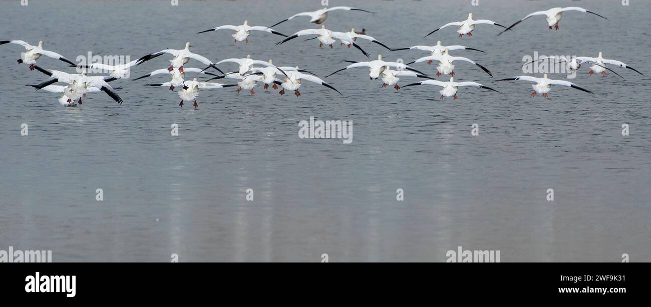 Schnee Gänse Flug Stockfoto