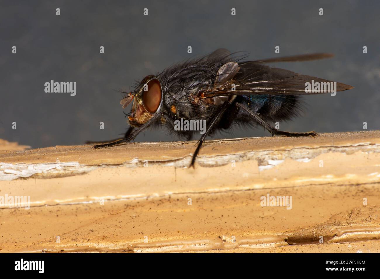 Calliphora vicina Familie Calliphoridae Gattung Calliphora Blue Blowfly wilde Natur Insekten Tapete, Bild, Fotografie Stockfoto
